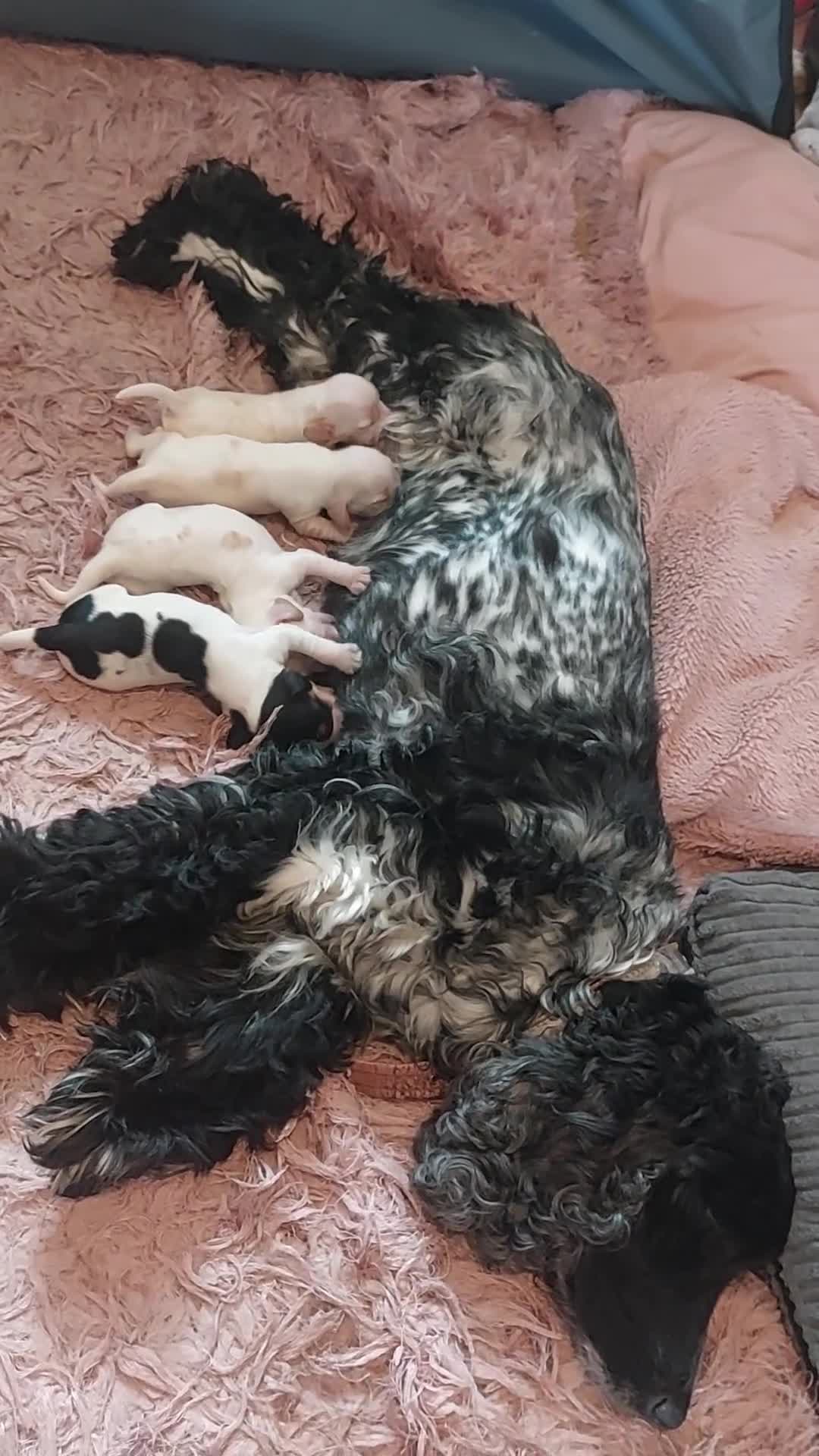 Cocker Spaniel dogs for sale: Show Type Cocker Spaniels - Video 1