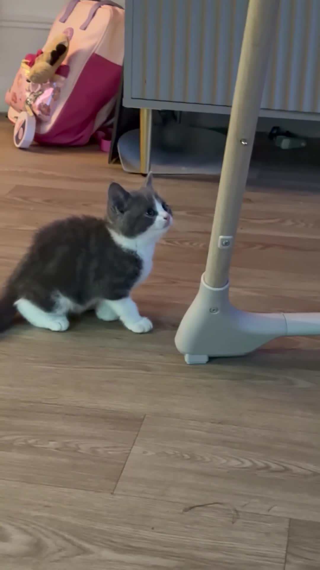Ragdoll cats for sale: RAGDOLL MIX KITTENS - Video 1