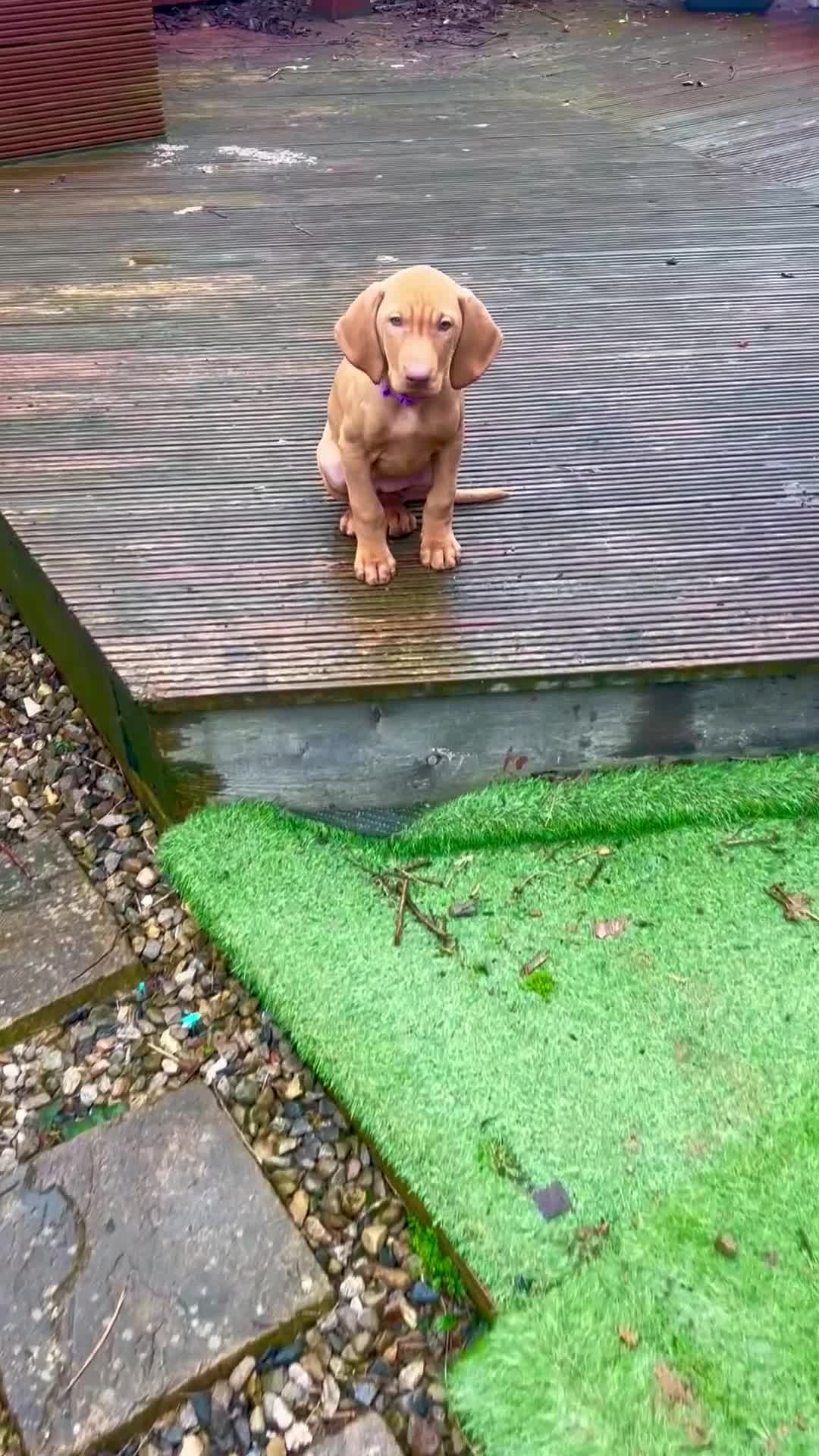 Hungarian Vizsla dogs for sale: Pedigree Hungarian Vizsla’s !! 🐶🐶 - Video 2