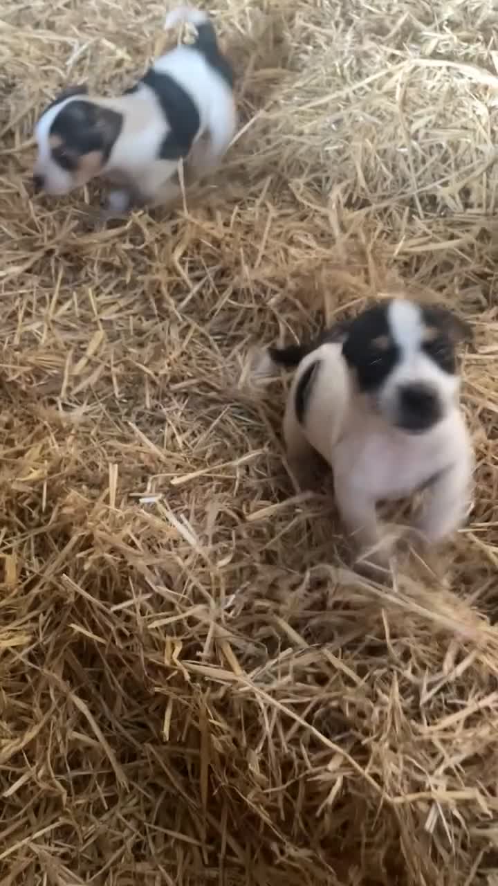 Jack Russell dogs for sale: Gorgeous Jack Russel Terriers! Smooth Coated!! - Video 1