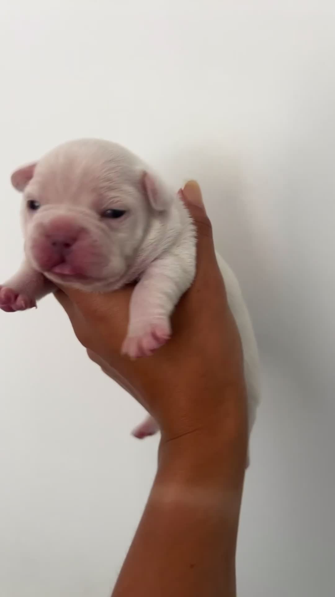 French Bulldog dogs for sale: French bulldogs READY NOW - Video 1