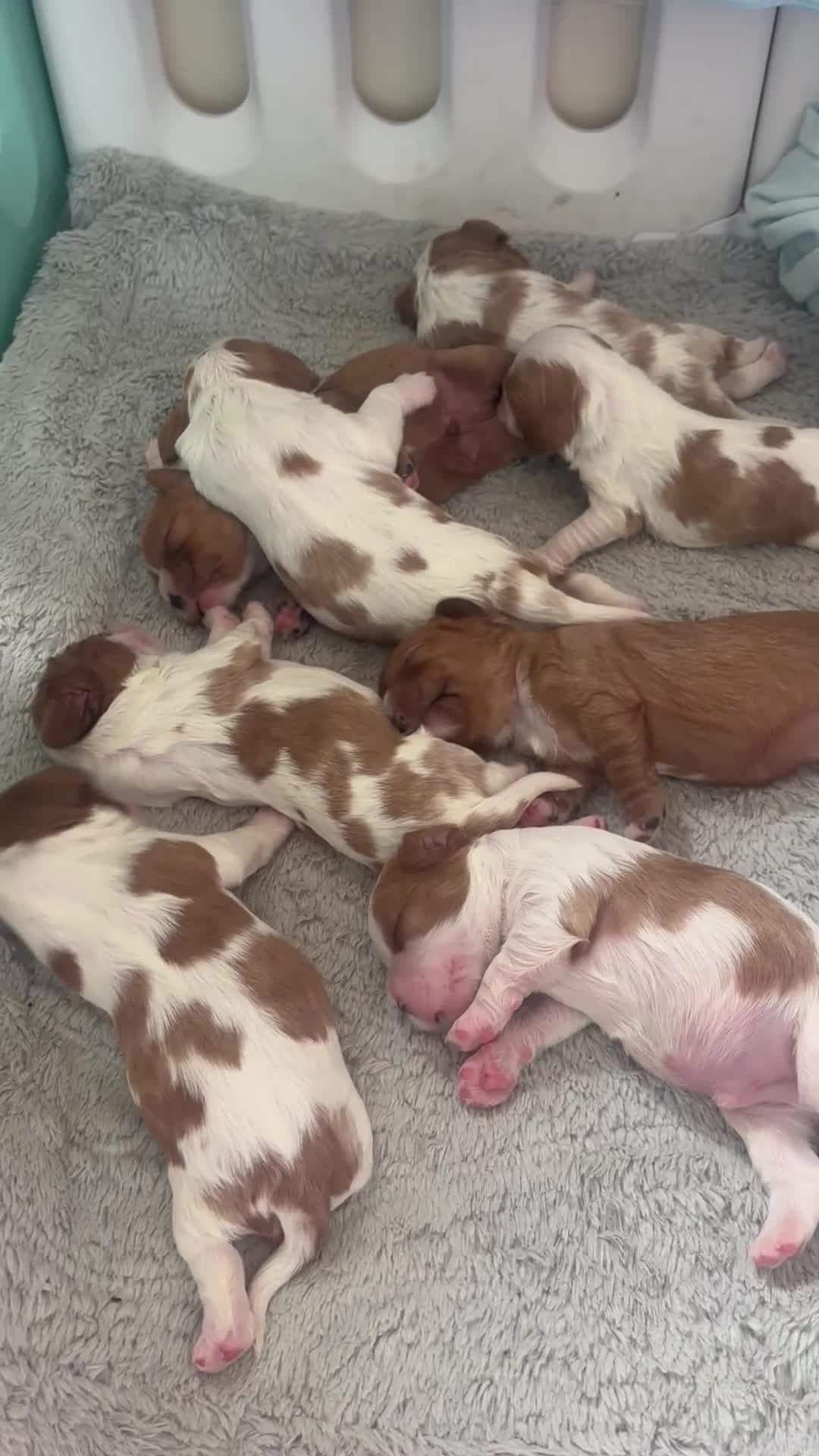 Cavalier King Charles Spaniel dogs for sale: King Charles cavalier  in Arundel - Video 4