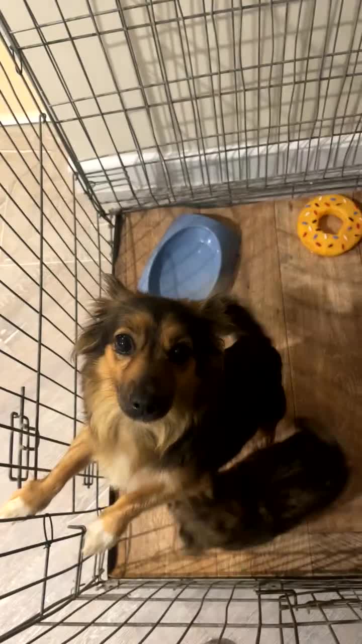 German Spitz dogs for sale: Ready to leave now German spritz puppies  - Video 1