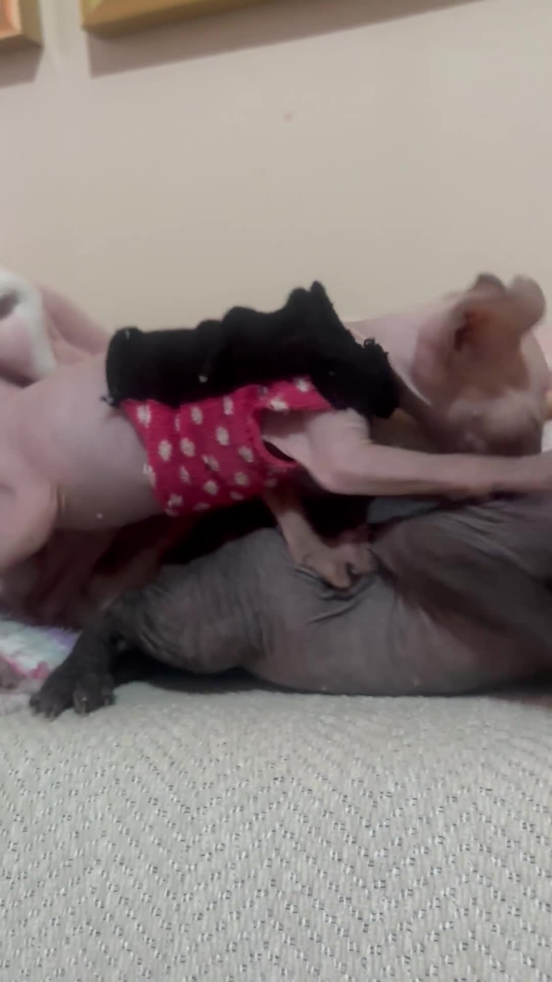 Sphynx cats for sale: Half Elf sphynx  - Video 2