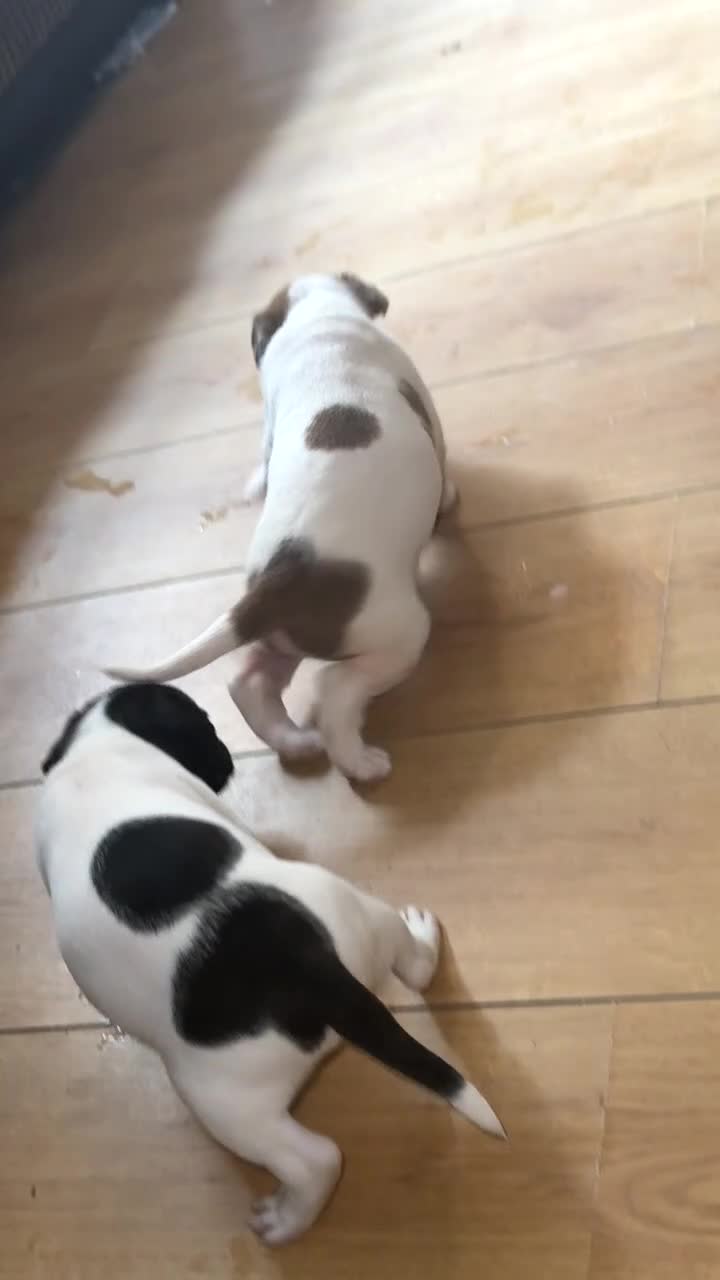 Mixed Breed dogs for sale: Staffy cross alapah blue blood  - Video 2