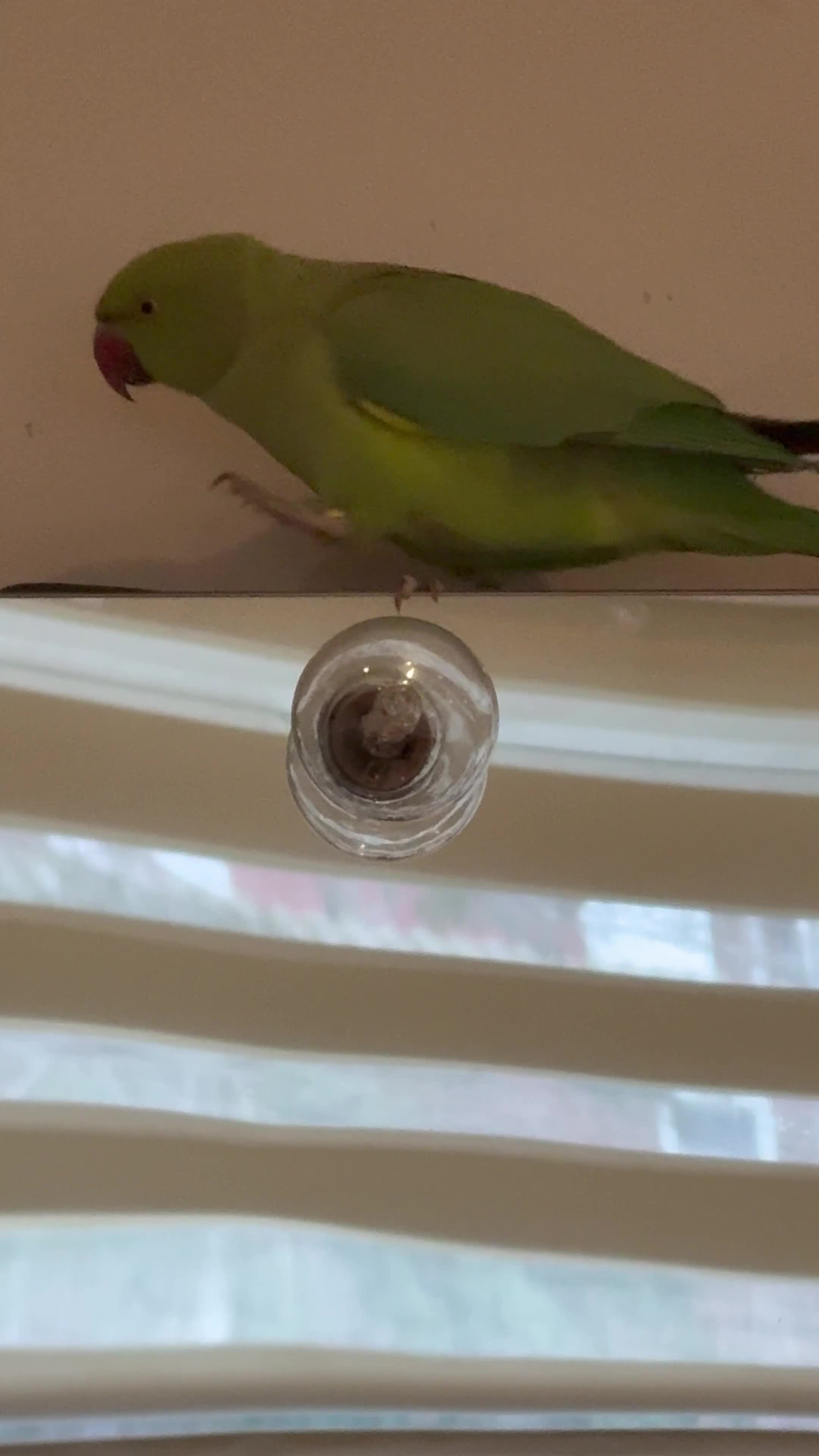 Parrots birds for sale: 7 months boy Indian ring neck bought 3 months ago - Video 1