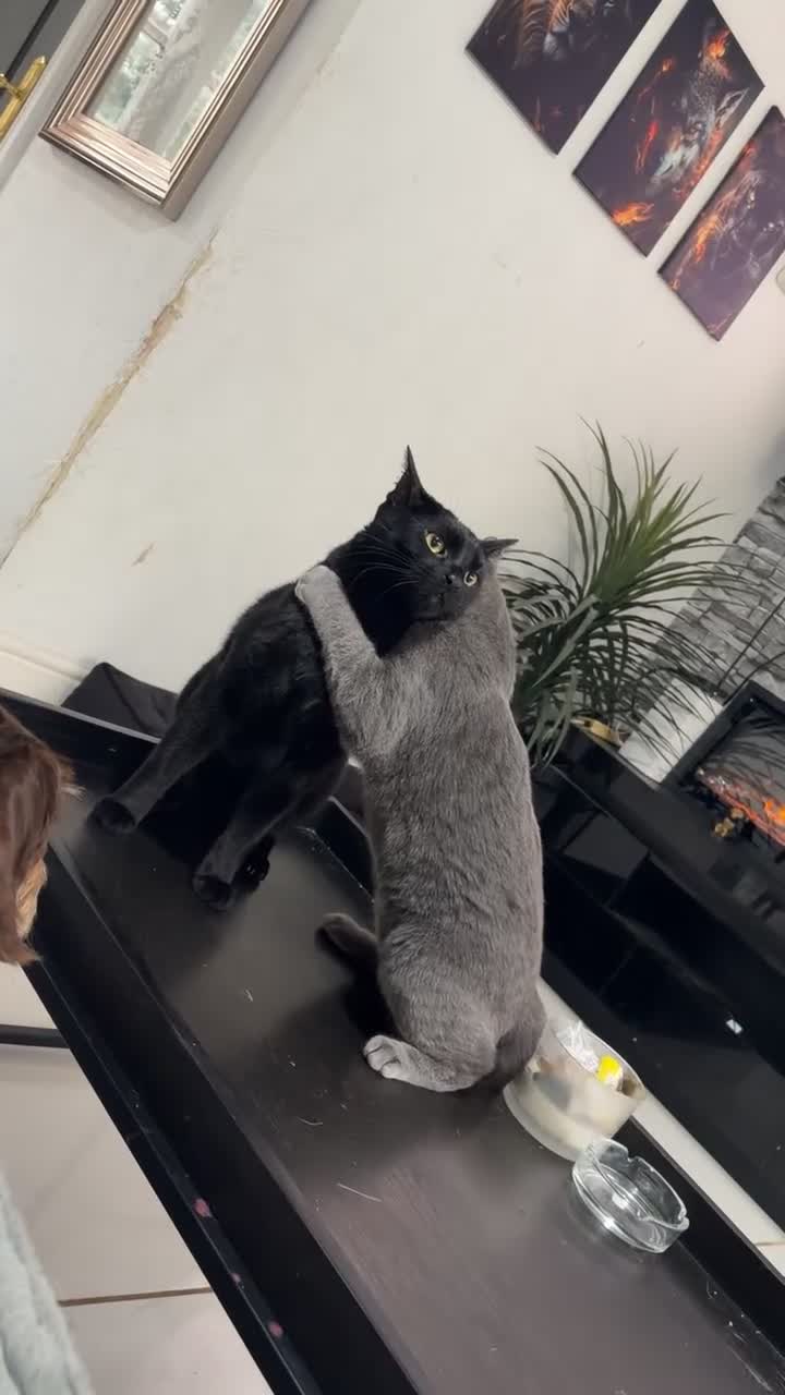 British Shorthair cats for sale: Shadow - Video 1