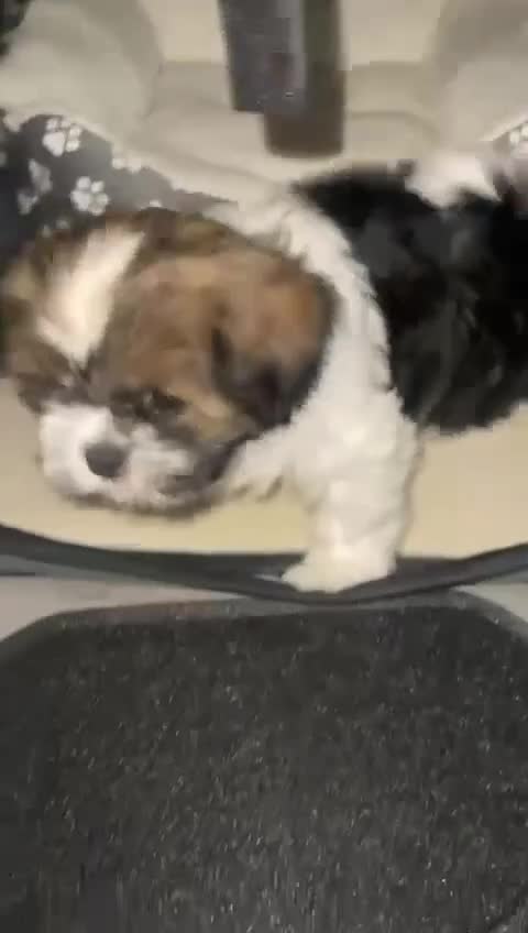 Shih Tzu dogs for sale: Lilly 7 month old girl  - Video 1