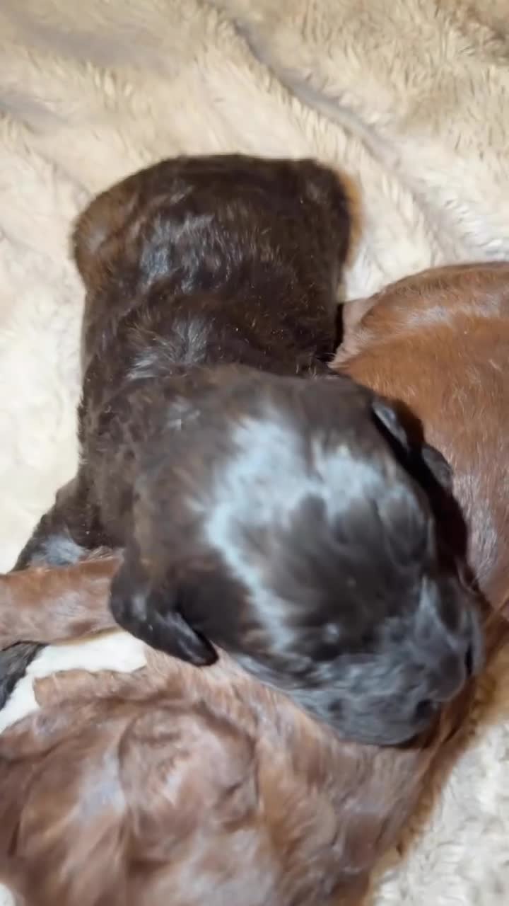 Cockapoo dogs for sale: Cockapoo puppy (sable colour)  - Video 1