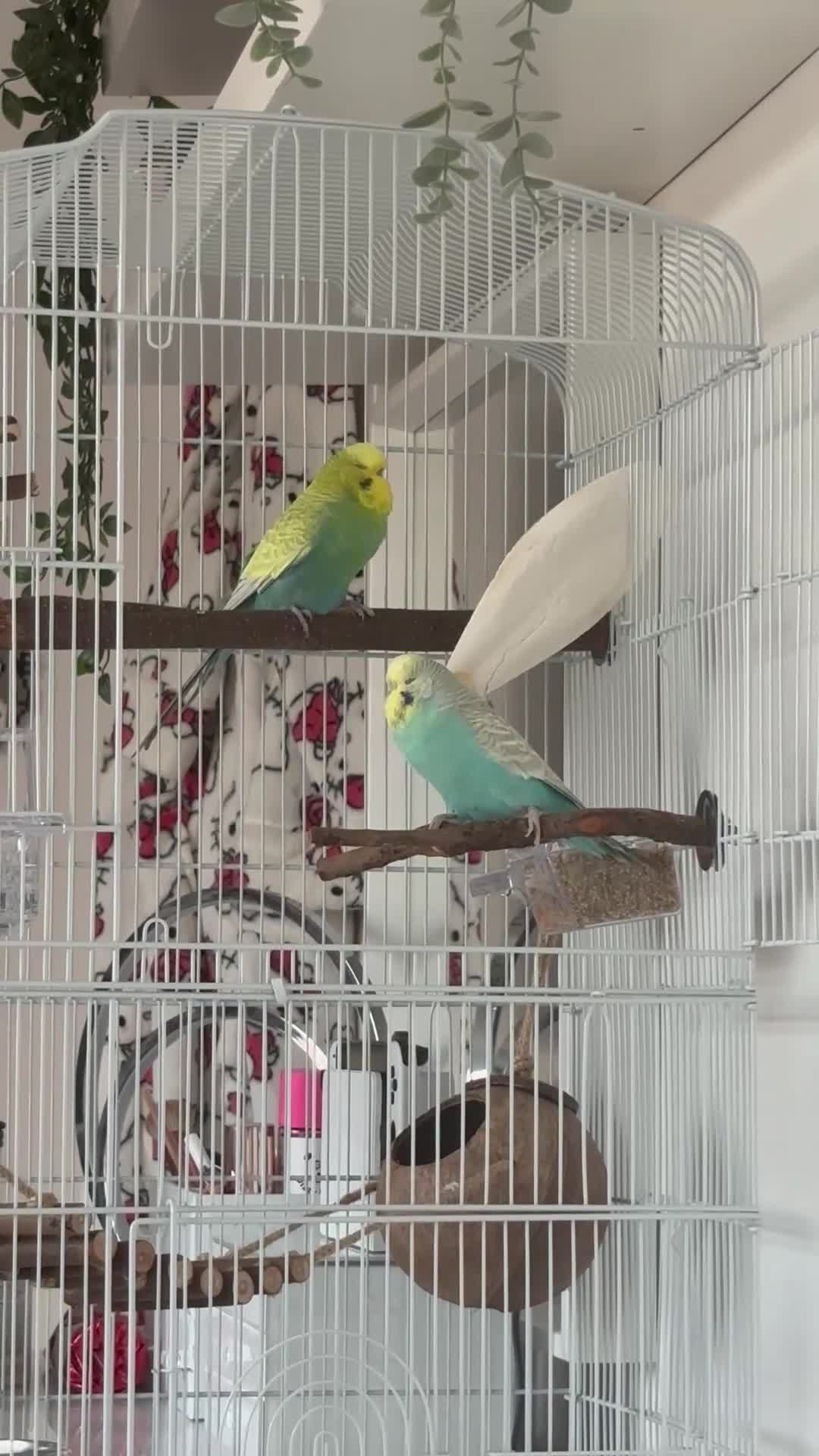 Budgerigars birds for sale: Beautiful Budgies (male & female) + cage + food in Manchester - Video 1