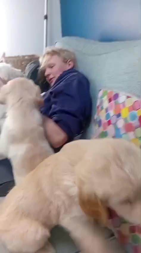 Labrador Retriever dogs for sale: Golden Lab Puppies in Carmarthen - Video 1