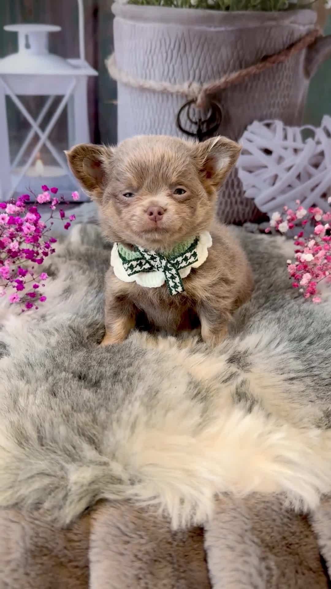Chihuahua dogs for sale: 💜🤎 Exotic KC LC chihuahuas 🤎💜 - Video 3