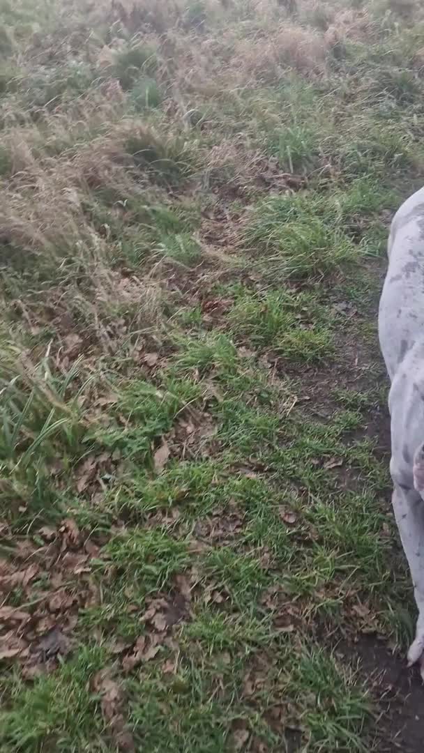 Cane Corso dogs for stud: Beautiful Neapolitan xcorso mastiff boy for stud in Norwich - Video 1