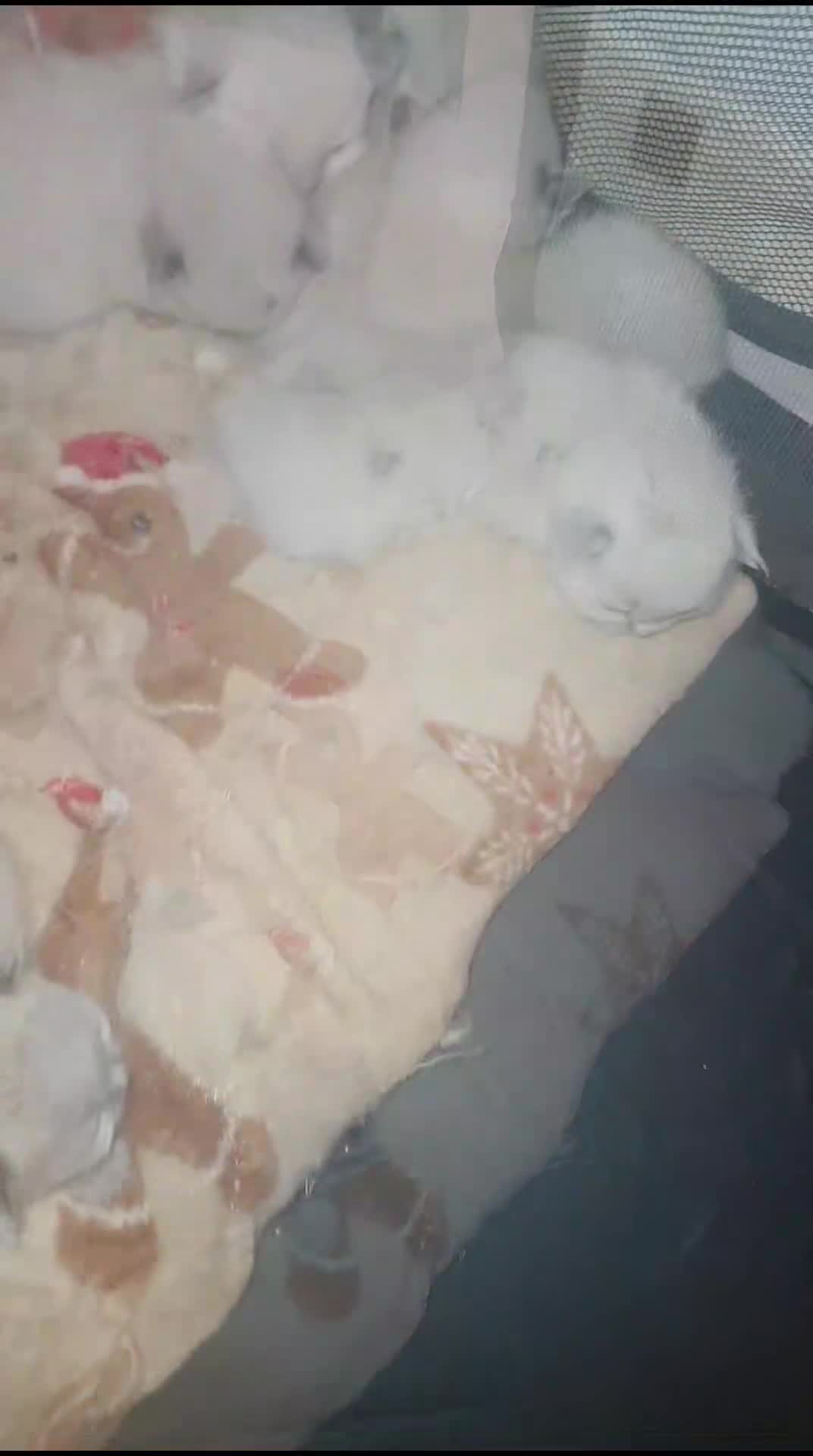 Ragdoll cats for sale: Ragdoll kittens - Video 1