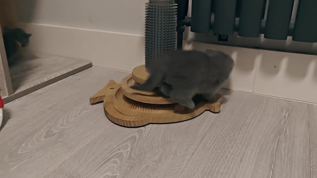 British Shorthair cats for sale: British shorthair blue / lilac kittens  - Video 3