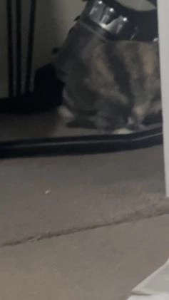 1x male rabbit for sale- FREE!! for sale in Ashford | Pets4Homes