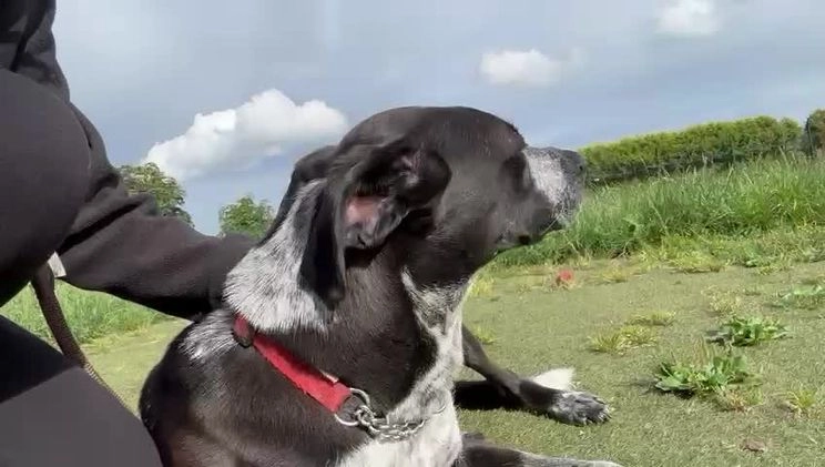 Mixed Breed dogs for adoption: TROOPER in Ashbourne - Video 5