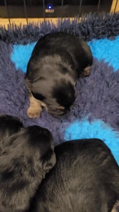 Border Terrier dogs for sale: Stunning KC Reg blue/tan Border Terrier Puppies  in Swadlincote - Image 2