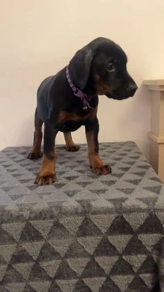 Dobermann dogs for sale: SOLD - TAKING RESERVATIONS FOR MARCH BREEDING in Altrincham - Image 1