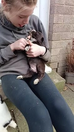 Cocker Spaniel dogs for stud: KC REGISTERED WORKING COCKER SPANIEL FOR STUD in Rhayader - Video 5