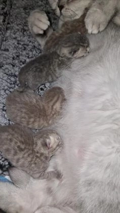 Scottish Fold cats for sale: Stunning TICA Registered Babies in Bolton - Video 2