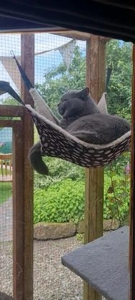British Shorthair cats for stud: ⭐️ STUD BLUE BRITISH SHORTHAIR GCCF, WREXHAM ⭐️ in Wrexham - Video 1