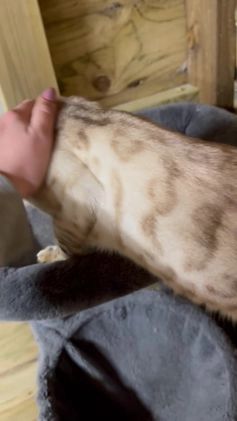 Bengal cats for stud: TICA Seal Lynx Snow Blue Eyed Bengal Stud in Thetford - Video 2