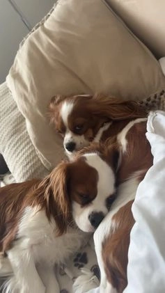 Cavalier King Charles Spaniel dogs for stud: Handsome and healthy boy for stud! in London - Image 2