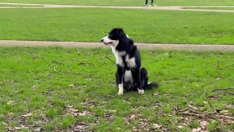 Border Collie dogs for stud: Beautiful Pedigree Stud Border Collie for breeding in Isleworth - Video 2