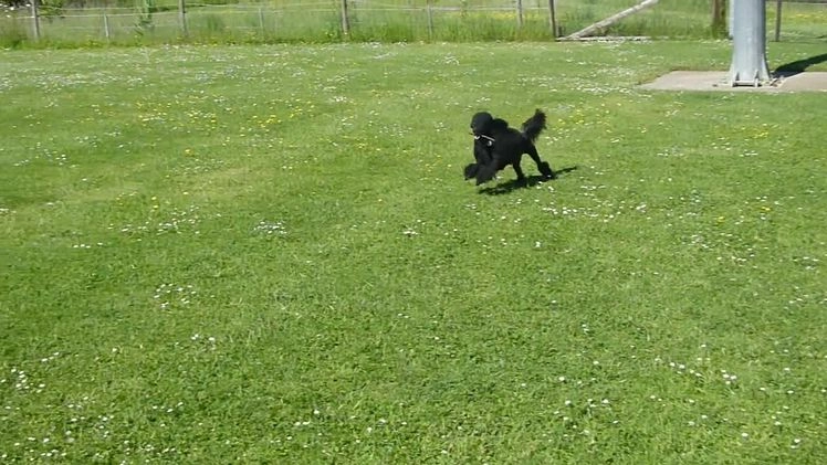 Miniature Poodle dogs for stud: KC reg fully health tested for stud BVA eye exam in Market Rasen - Video 1