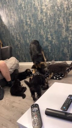 German Shepherd dogs for stud: Proven KC Registered German Shepherd  in Glasgow - Video 4