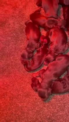 Cocker Spaniel dogs for stud: 🔥🔥WORKING ROAN COCKER STUD🔥🔥 in Gateshead - Video 2