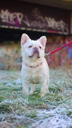 French Bulldog dogs for stud: Visual Fluffy New Shade Producer in Witham - Video 3