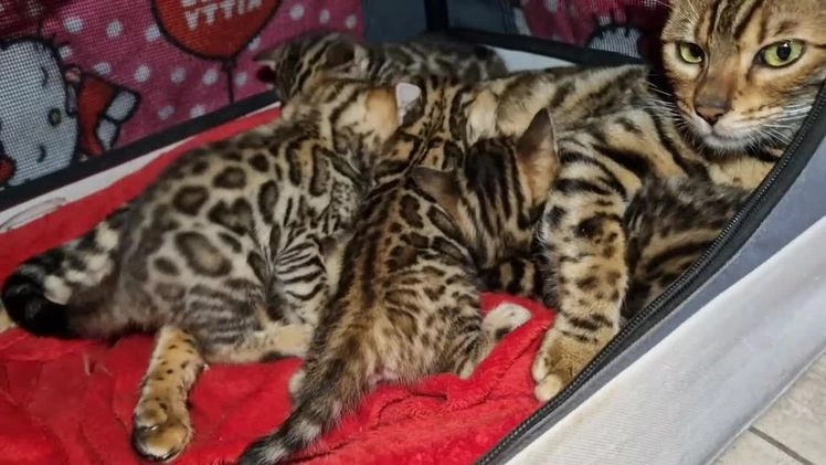 Bengal cats for sale: Amazing Bengal kittens 🥰 last boy left ❤️ in Corby - Video 3