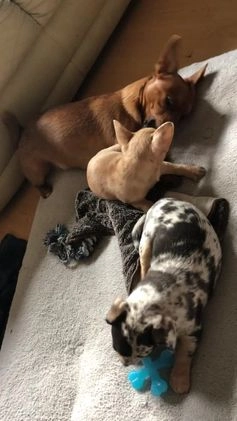 Chihuahua dogs for stud: jackawawa for studd 100% successful matings in Borehamwood - Video 2