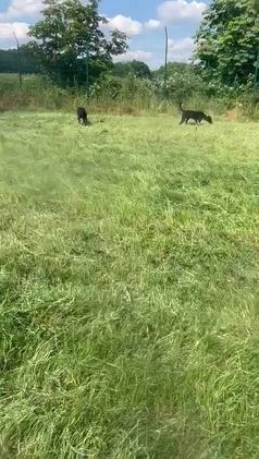 Mixed Breed dogs for adoption: TROOPER in Ashbourne - Video 2