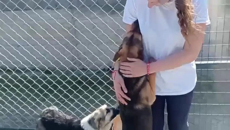 Mixed Breed dogs for adoption: Loki, 1 yr old, male. Reserved stc.  in Brixham - Video 2