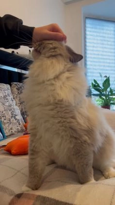 Ragdoll cats for stud: Amazing proven stud !!!  in Romford - Video 2