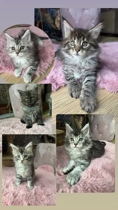 Maine Coon cats for stud: Active Tica duel Gccf Maine Coons in Grantham - Video 1
