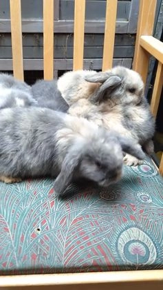 Mini Lop rabbits for sale: Mini lops ready to leave, Bristol  in Bristol - Image 1