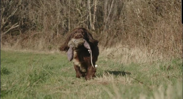 Cocker Spaniel dogs for stud: Champion Bred KC Cocker Spaniel & ALL Health Tests in Cranbrook - Video 1