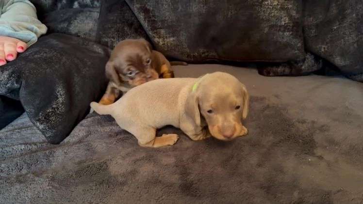 Miniature Dachshund dogs for sale: Beautiful mini sausages   in Harlow - Image 4