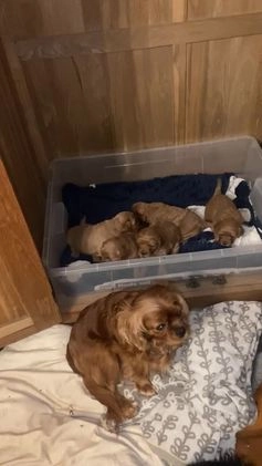 Cavapoo dogs for sale: Last 2 A1 Ruby/red Christmas Cavapoos 07816222523 in Derby - Video 1