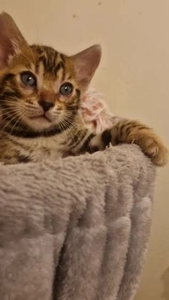 Bengal cats for sale: Amazing Bengal kittens 🥰 last boy left ❤️ in Corby - Video 2
