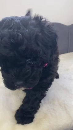 Toy Poodle dogs for sale: READY NOW KC Reg Toy Poodles Health Tested in Bury Saint Edmunds - Image 3