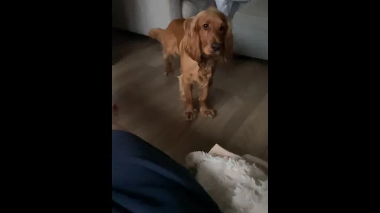 Cocker Spaniel dogs for stud: Working Cocker Spaniel in Bridgend - Video 1