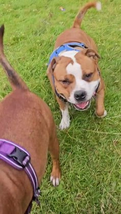 Staffordshire Bull Terrier dogs for stud: 🇬🇧 THE RED DREAMTEAM. 🇬🇧  in Rochdale - Video 3