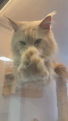 Maine Coon cats for stud: Huge Red Maine Coon-Russian Import-Proven Stud!! in Halifax - Video 3