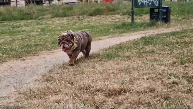 English Bulldog dogs for stud: BEST CHOCOLATETAN merle in UK in London - Image 2