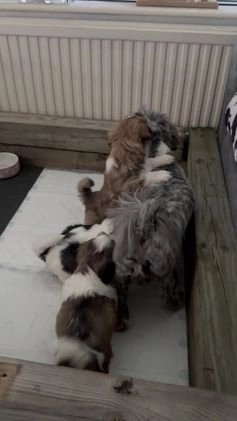 Lhasa Apso dogs for stud: Pedigree Stud in Harlow - Video 1